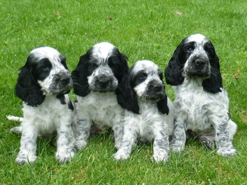 1-Flip, Fant, Fanny, Fred.JPG